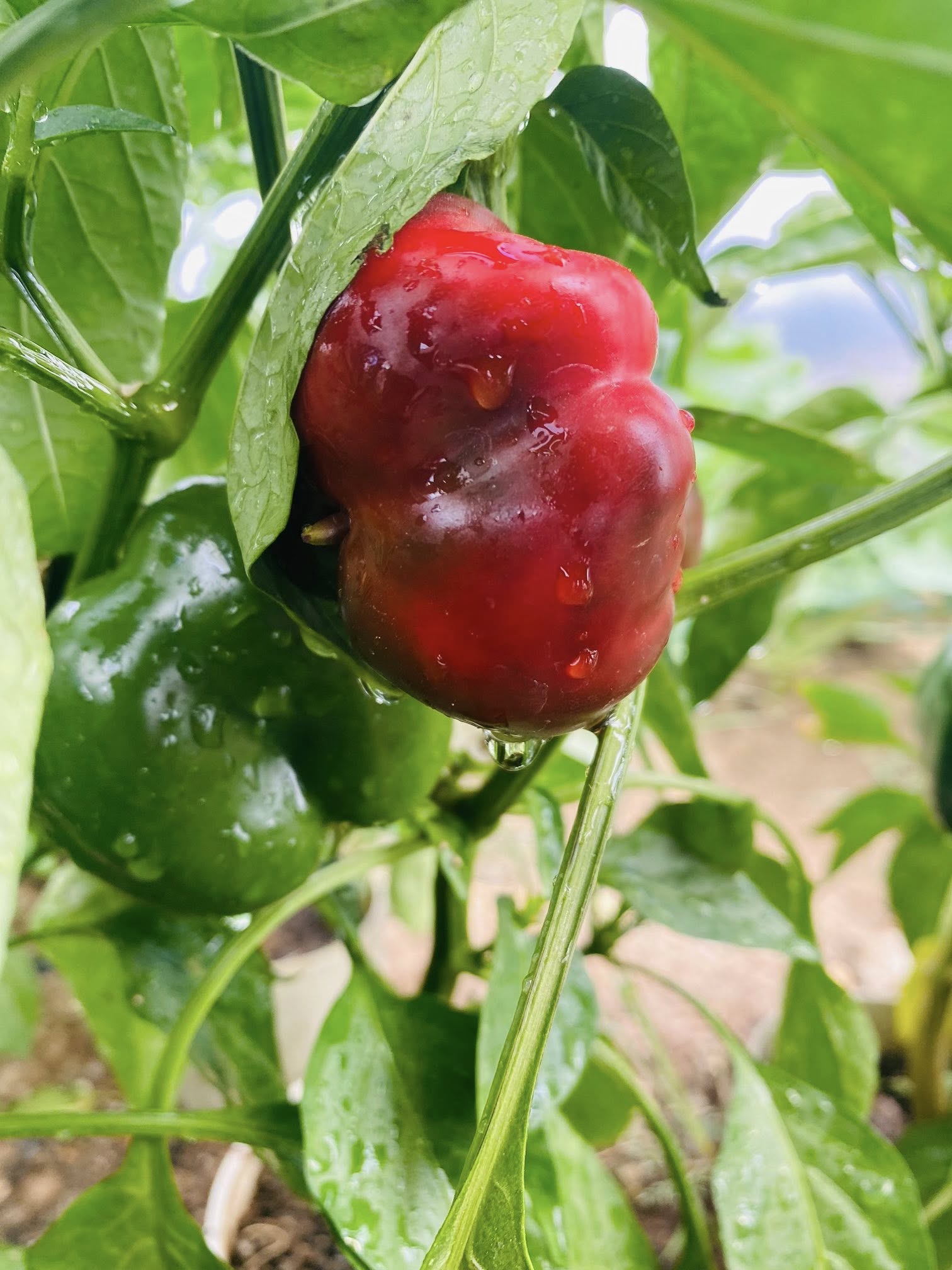 Farm 25